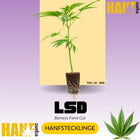 LSD Hanfstecklinge