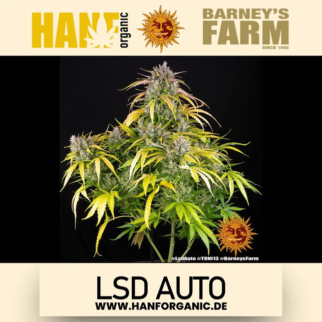 Barney's Farm -  LSD (Auto)