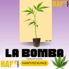 La Bomba Hanfsteckling - Hanf Organic Selektion
