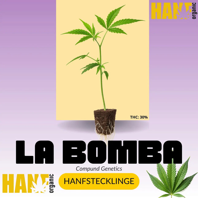 La Bomba Hanfsteckling - Hanf Organic Selektion