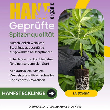 La Bomba Hanfsteckling - Hanf Organic Selektion