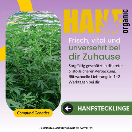 La Bomba Hanfsteckling - Hanf Organic Selektion