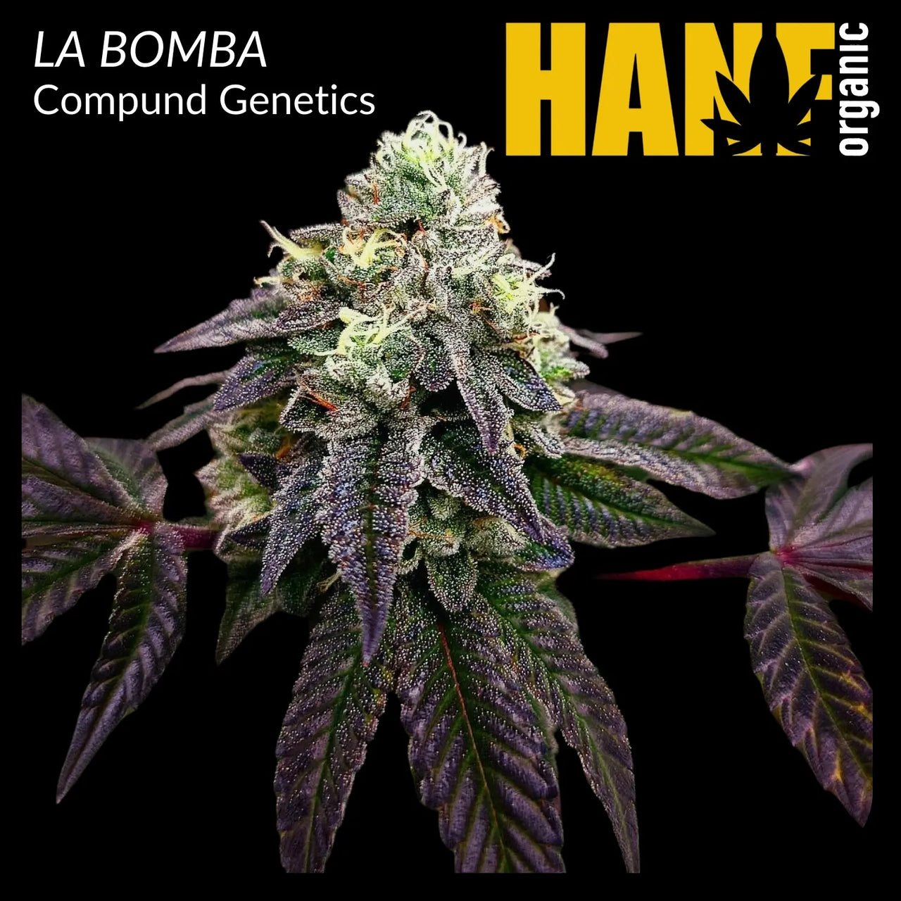 La Bomba Hanfsteckling Hanf Organic