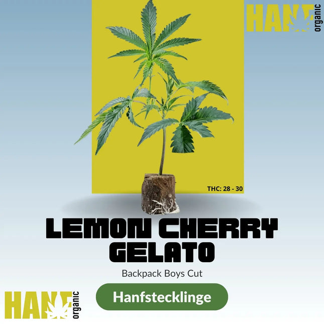 Lemon Cherry Gelato – Hanfstecklinge von Hanf Organic (Barney’s Farm)