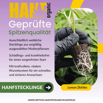 Lemon Zkittle Hanfstecklinge