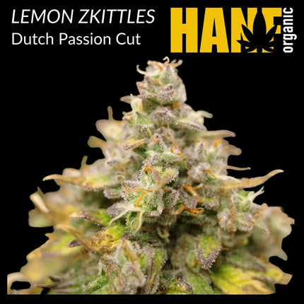 Lemon Zkittle Hanfstecklinge