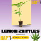 Lemon Zkittle Hanfstecklinge