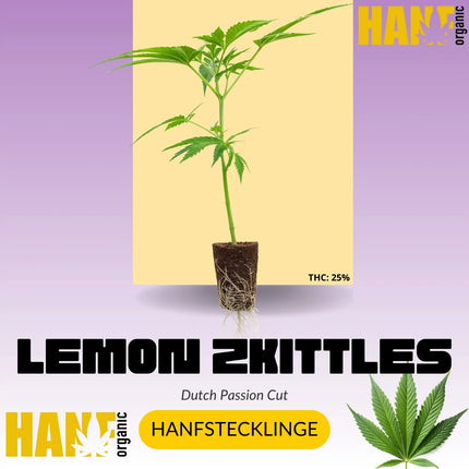 Lemon Zkittle Hanfstecklinge