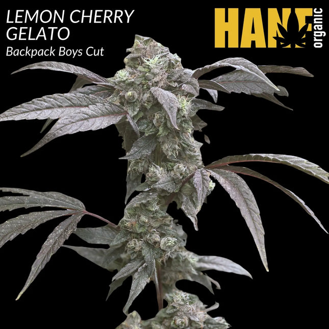 Lemon Cherry Gelato – Hanfstecklinge von Hanf Organic (Barney’s Farm)
