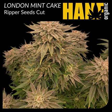London Mint Cake Hanfstecklinge
