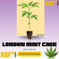 London Mint Cake Hanfstecklinge von T.H. Seeds