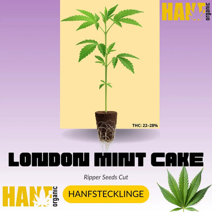 London Mint Cake Hanfstecklinge