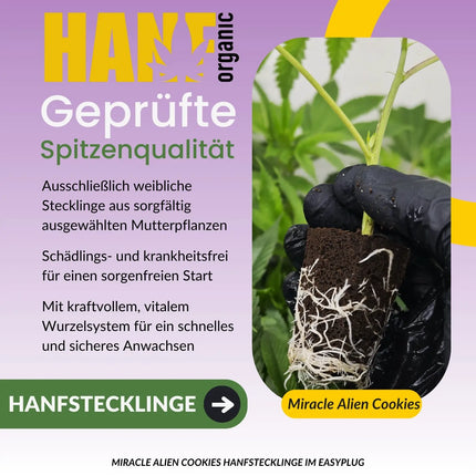MAC 1 - Hanfstecklinge