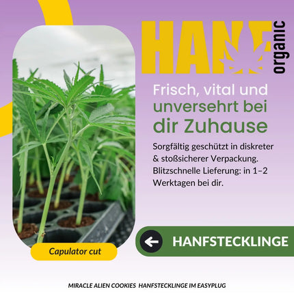 MAC 1 - Hanfstecklinge