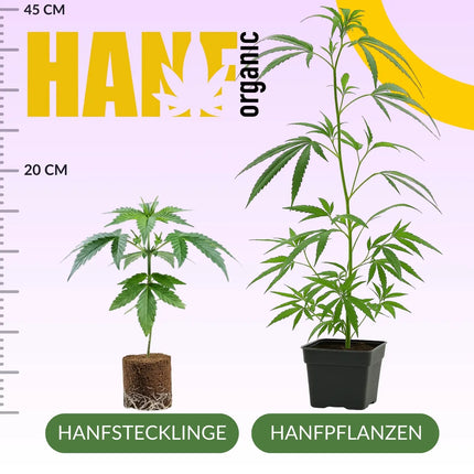 MAC 1 - Hanfstecklinge