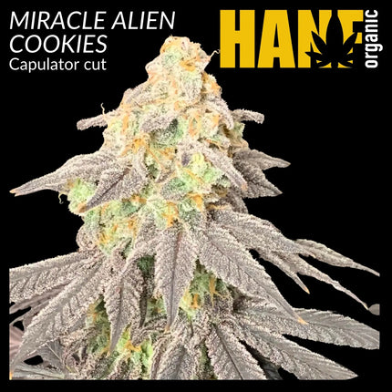 MAC 1 - Hanfstecklinge