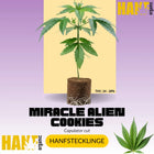 MAC 1 - Hanfstecklinge