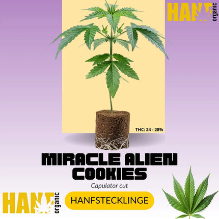 MAC 1 - Hanfstecklinge