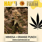 Barney's Farm – Mimosa x Orange Punch (Feminisiert)