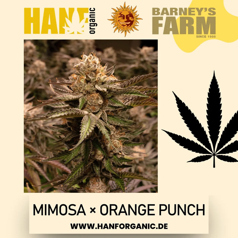 Barney's Farm – Mimosa x Orange Punch (Feminisiert)