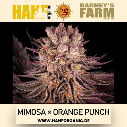Barney's Farm – Mimosa x Orange Punch (Feminisiert)