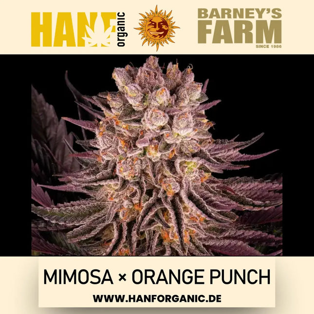 Barney's Farm – Mimosa x Orange Punch (Feminisiert)