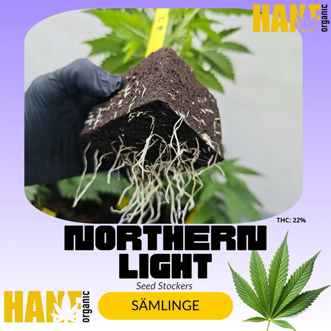 Northern Light – Sämlinge von Hanf Organic