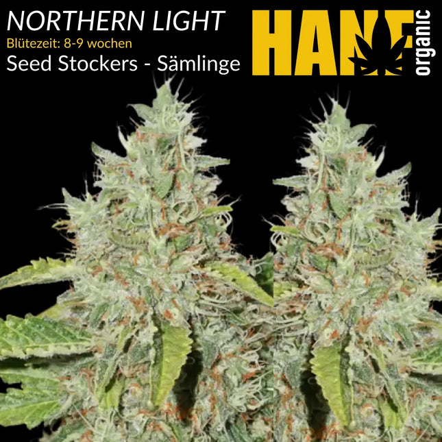 Northern Light – Sämlinge von Hanf Organic