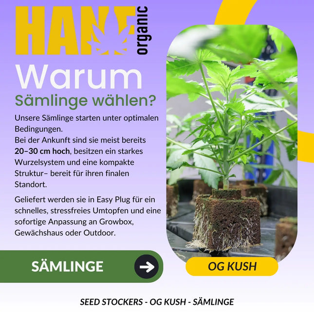 SEED STOCKERS - OG KUSH - SÄMLINGE