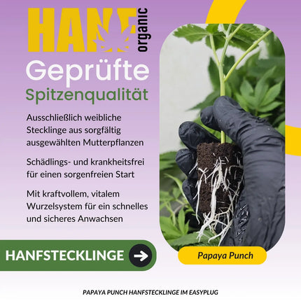 Papaya Punch Hanfstecklinge
