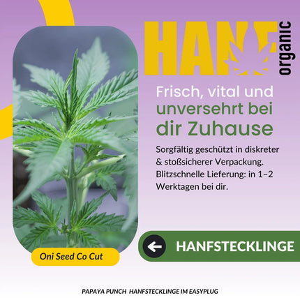 Papaya Punch Hanfstecklinge