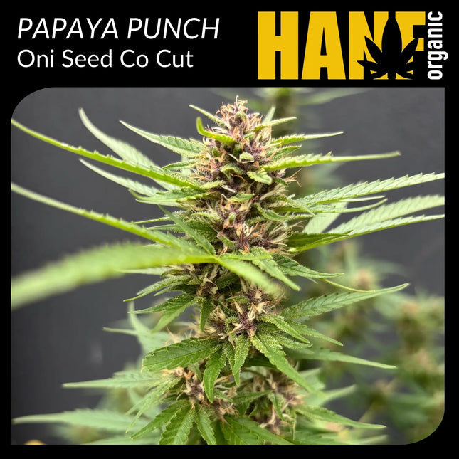Papaya Punch Hanfstecklinge
