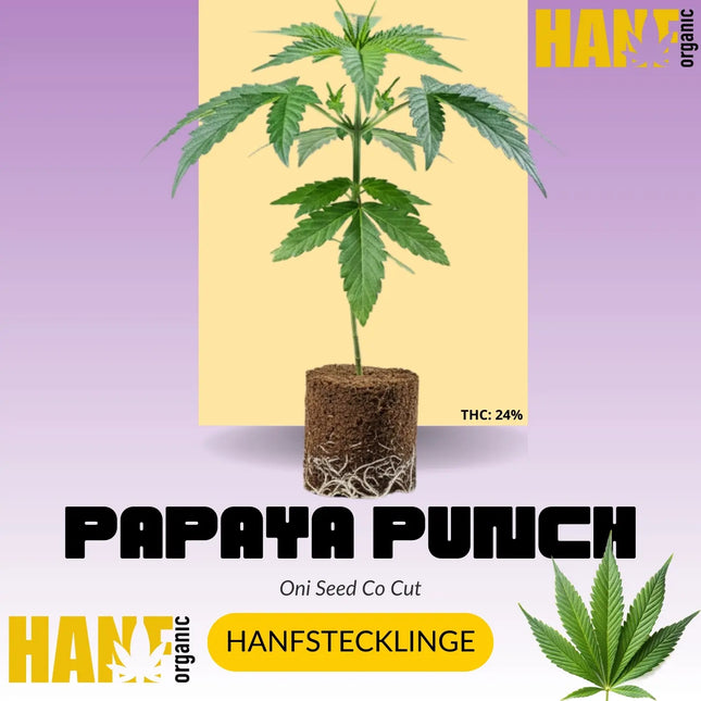 Papaya Punch Hanfstecklinge