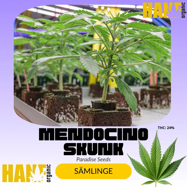 Mendocino Skunk - Sämlinge