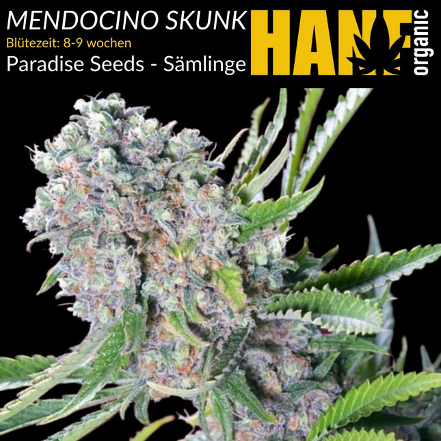 Mendocino Skunk - Sämlinge