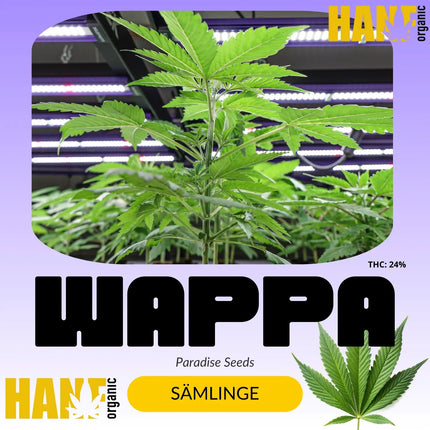Wappa - Sämlinge