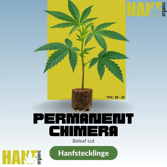 Permanent Chimera – Beleaf Cut Hanfstecklinge im Steinwollwürfel