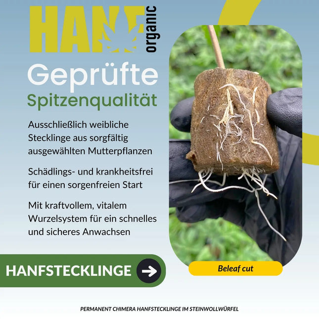 Permanent Chimera – Beleaf Cut Hanfstecklinge im Steinwollwürfel
