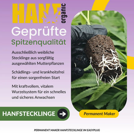 Permanent Marker Hanfstecklinge Original Doja Exklusives x Seed Junky