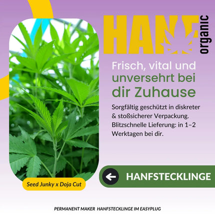 Permanent Marker Hanfstecklinge Original Doja Exklusives x Seed Junky