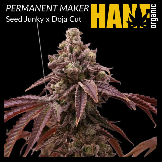 Permanent Marker Hanfstecklinge Original Doja Exklusives x Seed Junky