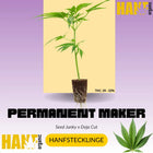 Permanent Marker Hanfstecklinge Original Doja Exklusives x Seed Junky