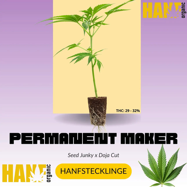 Permanent Marker Hanfstecklinge Original Doja Exklusives x Seed Junky
