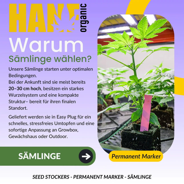 Permanent Marker – Sämlinge von Hanf Organic