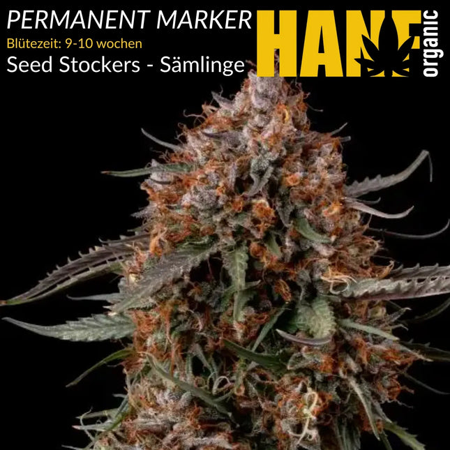 Permanent Marker – Sämlinge von Hanf Organic