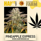 Barney's Farm Pineapple Express (Feminisiert)