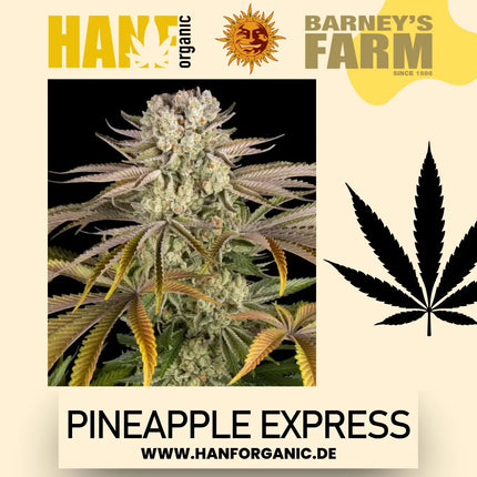 Barney's Farm Pineapple Express (Feminisiert)