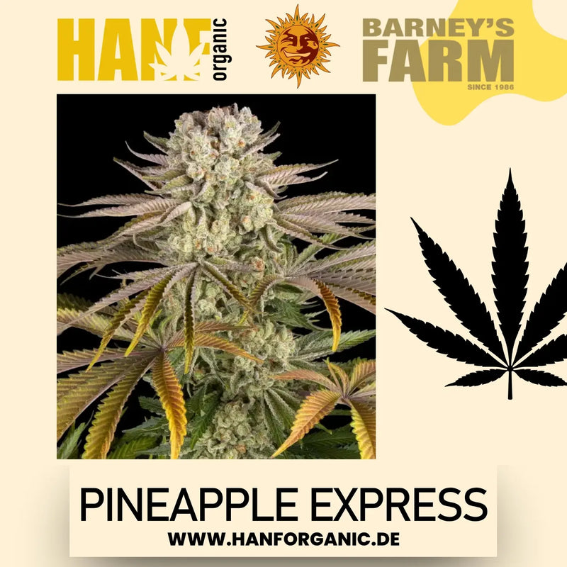 Barney's Farm Pineapple Express (Feminisiert)