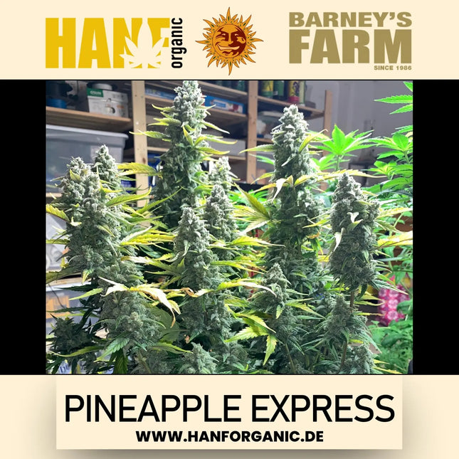 Barney's Farm Pineapple Express (Feminisiert)