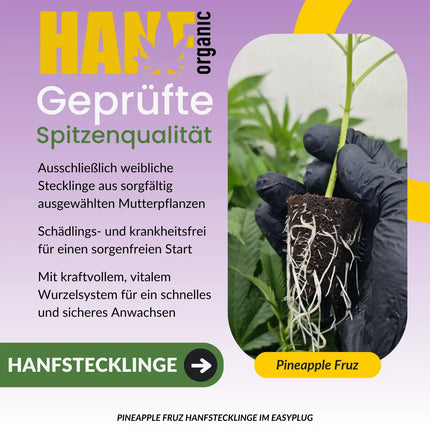 Pineapple Fruz Hanfstecklinge von Seed Junky